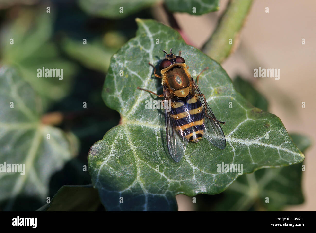 Hoverfly specie (specie Syrphus) Foto Stock