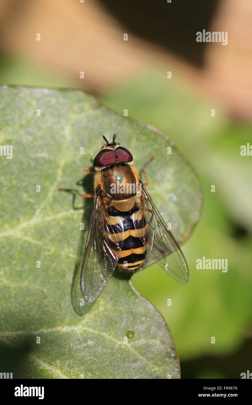 Hoverfly specie (specie Syrphus) Foto Stock