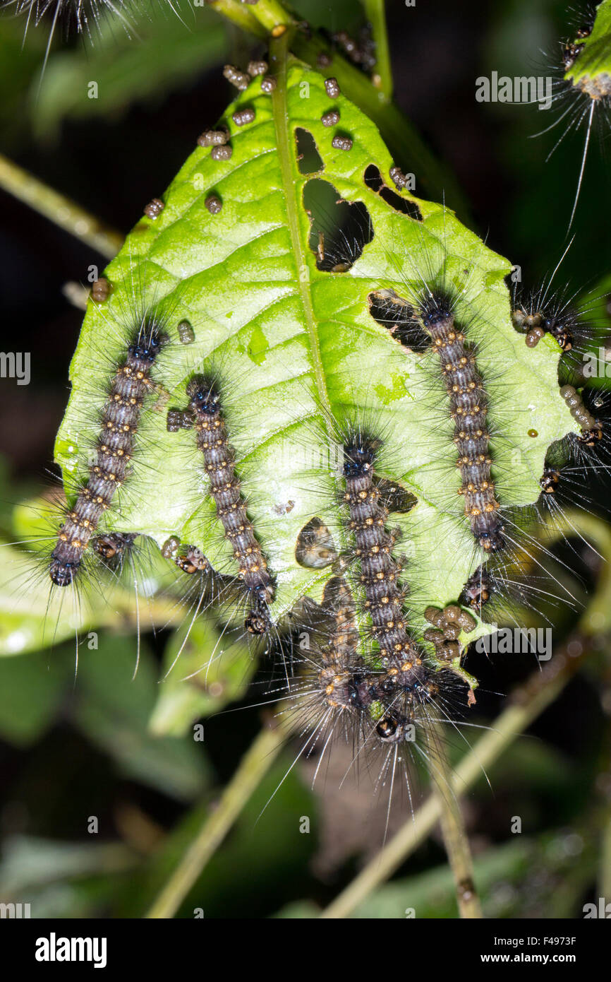 Gruppo di bruchi pelosi mangiare una foglia nella foresta pluviale sottobosco, Ecuador Foto Stock