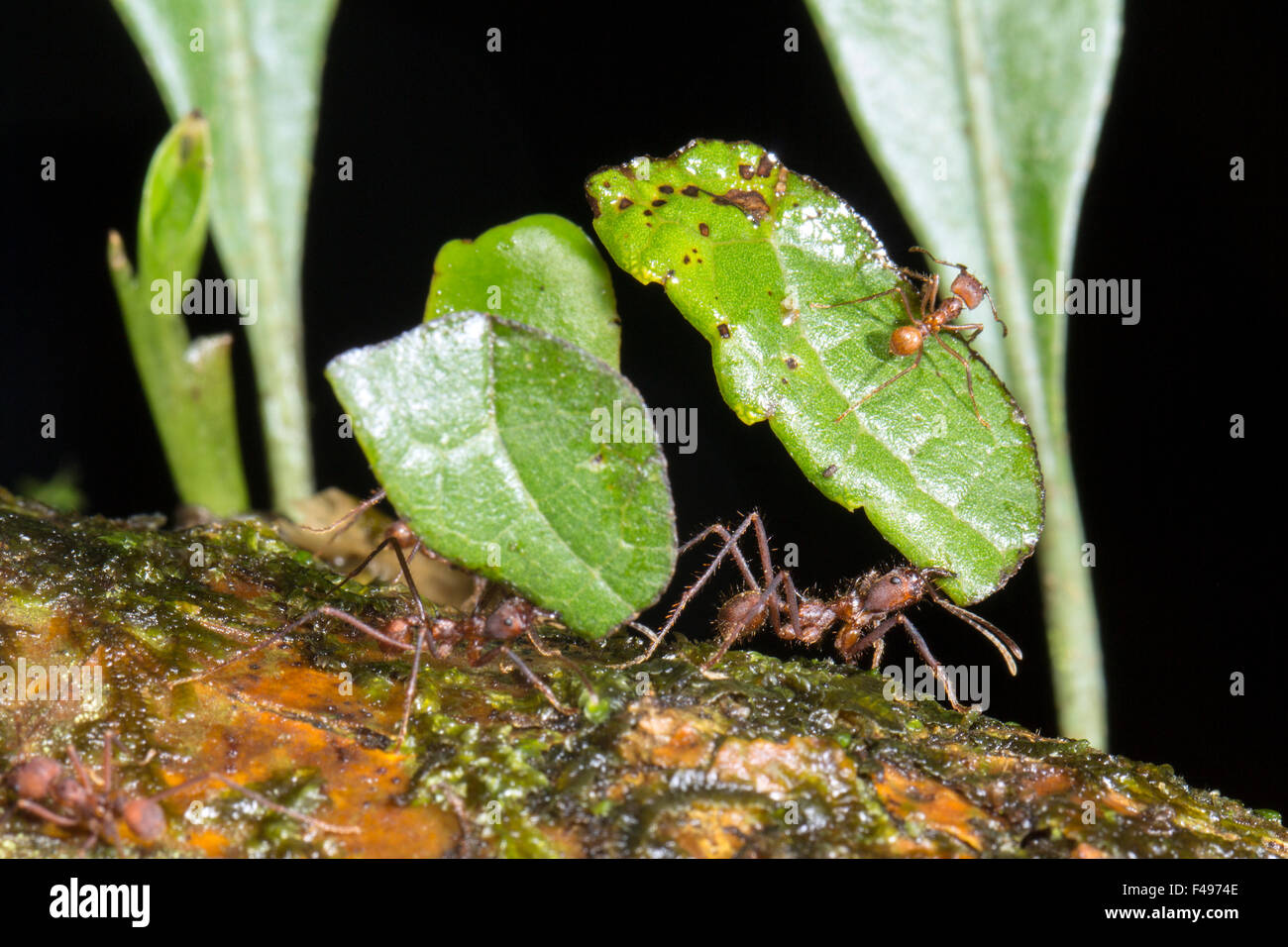 Fresa a foglia formiche (Atta sp.) Un Minim (piccolo lavoratore) è a  cavallo di una foglia, aiutano a proteggere da nido di parassiti Foto stock  - Alamy