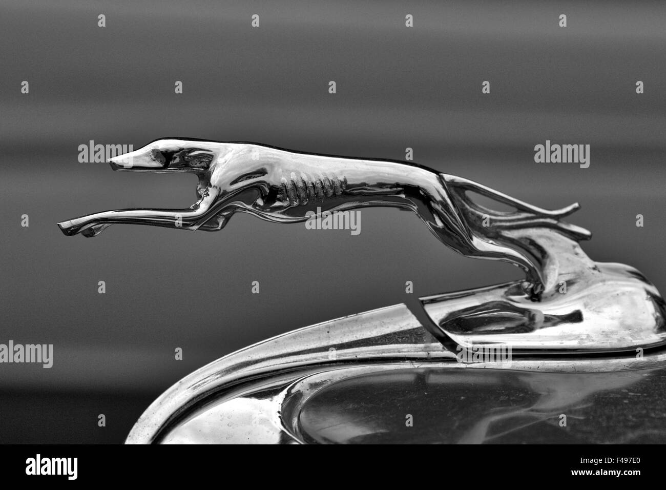 Chrome greyhound auto d'epoca ornamento del cofano Foto Stock