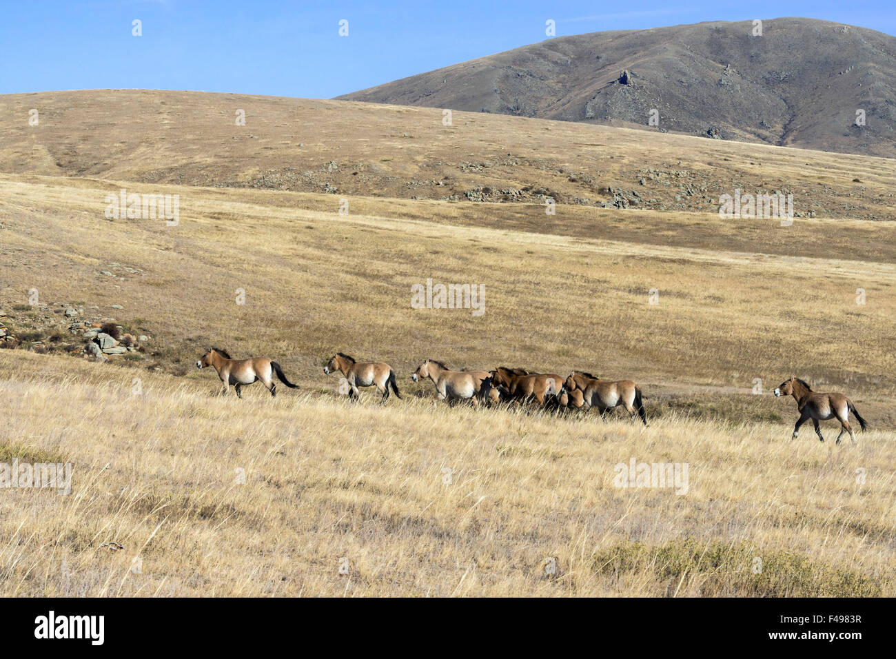 Un centinaio di anni fa, allevamento di Przewalski cavalli, Hustai National Park, Mongolia Foto Stock