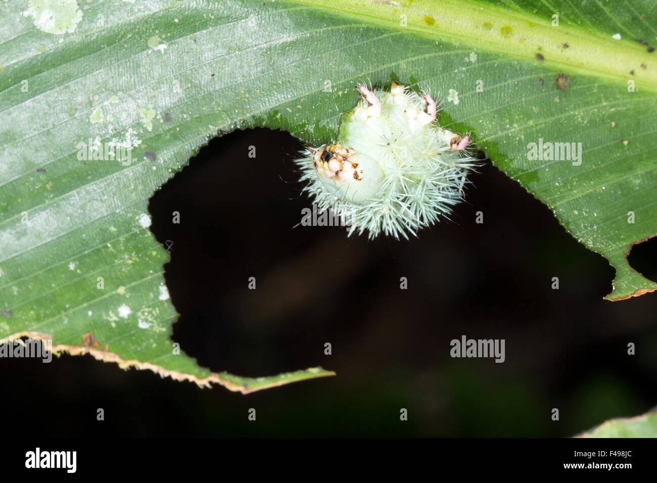 Larva di una falena Automeris (Saturniidae) con velenose spine urticante, mangiare una foglia nella foresta pluviale, Ecuador Foto Stock