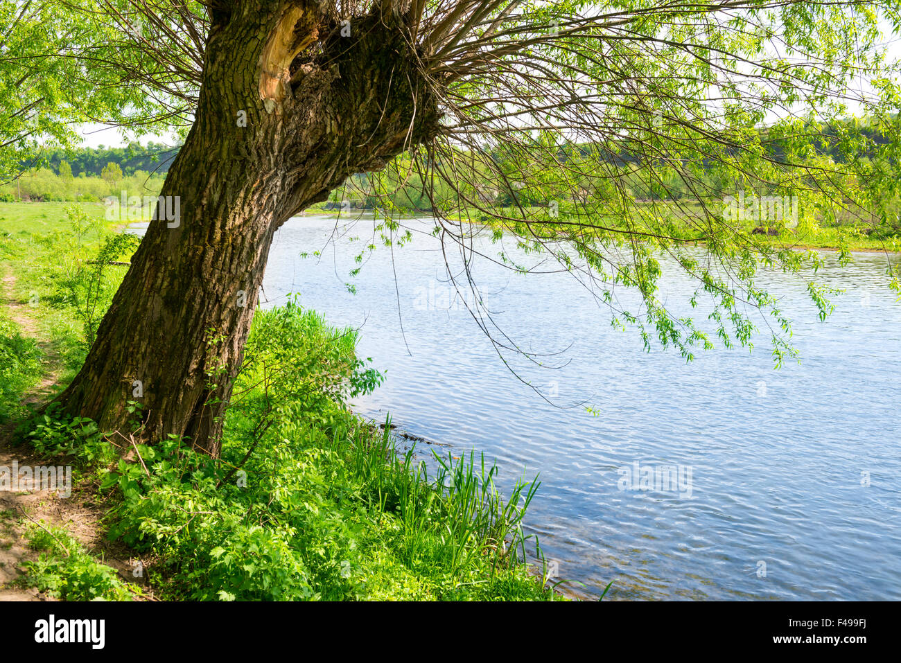 Grande vecchio albero sulla riva del fiume Foto Stock