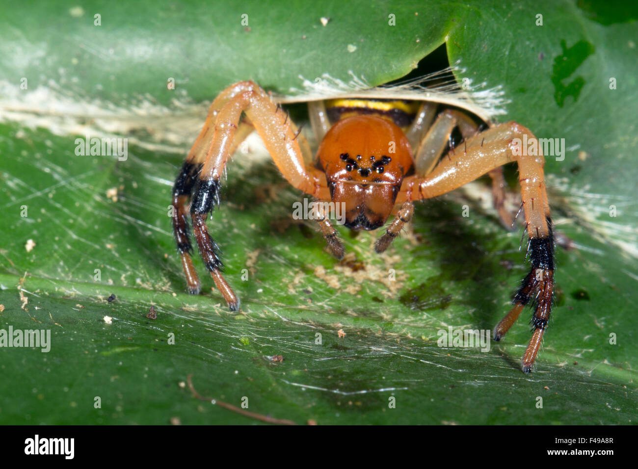 Spider in attesa di imboscata la sua preda da un nascondiglio tra 2 foglie nella foresta pluviale, Ecuador Foto Stock