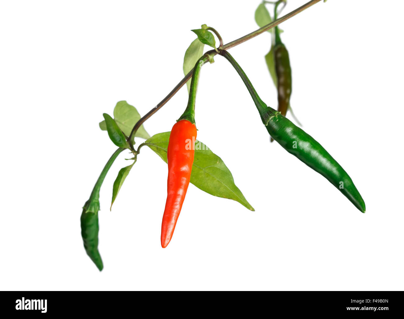 Il verde e il peperoncino rosso Foto Stock
