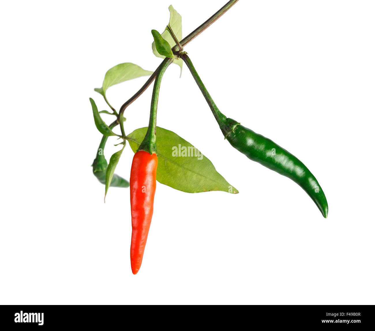 Il verde e il peperoncino rosso Foto Stock