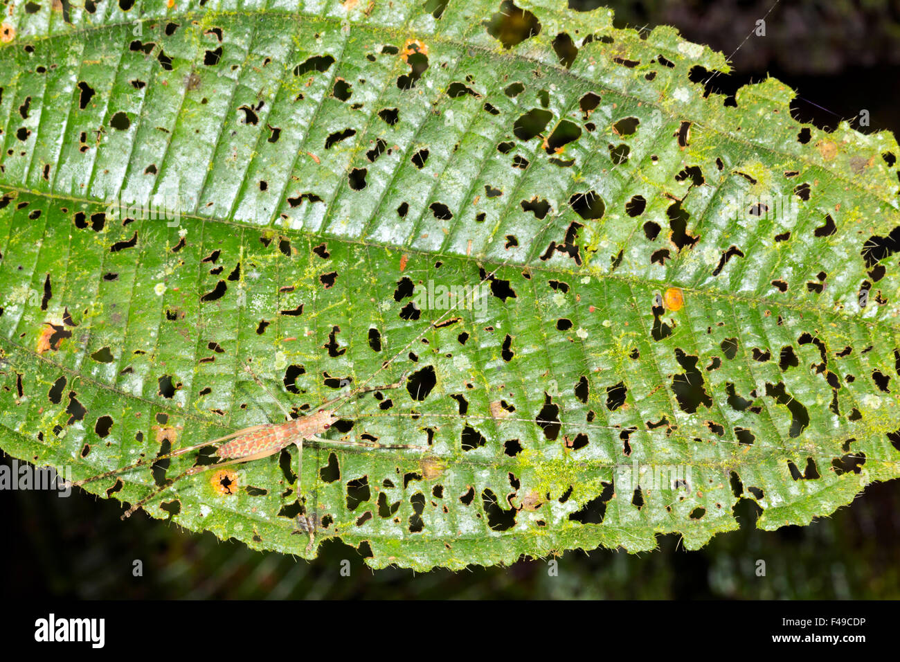 Ninfa Katydid seduto su una foglia con molti fori ricavati dalla navigazione insetti nel sottobosco della foresta pluviale, Ecuador Foto Stock