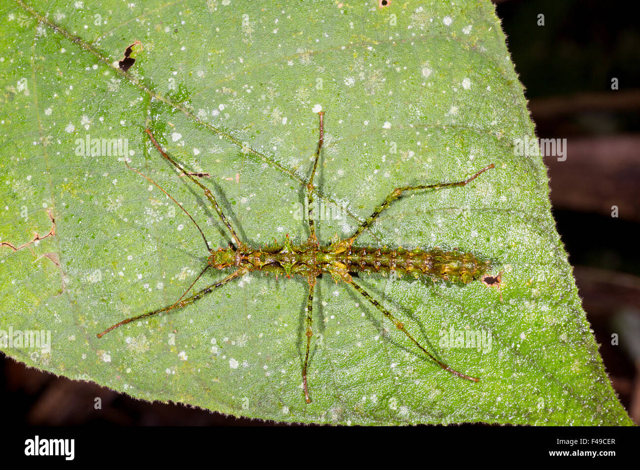 Spinosa Stick insetto (Acanthoclonia sp.) su una foglia nella foresta pluviale, Ecuador Foto Stock