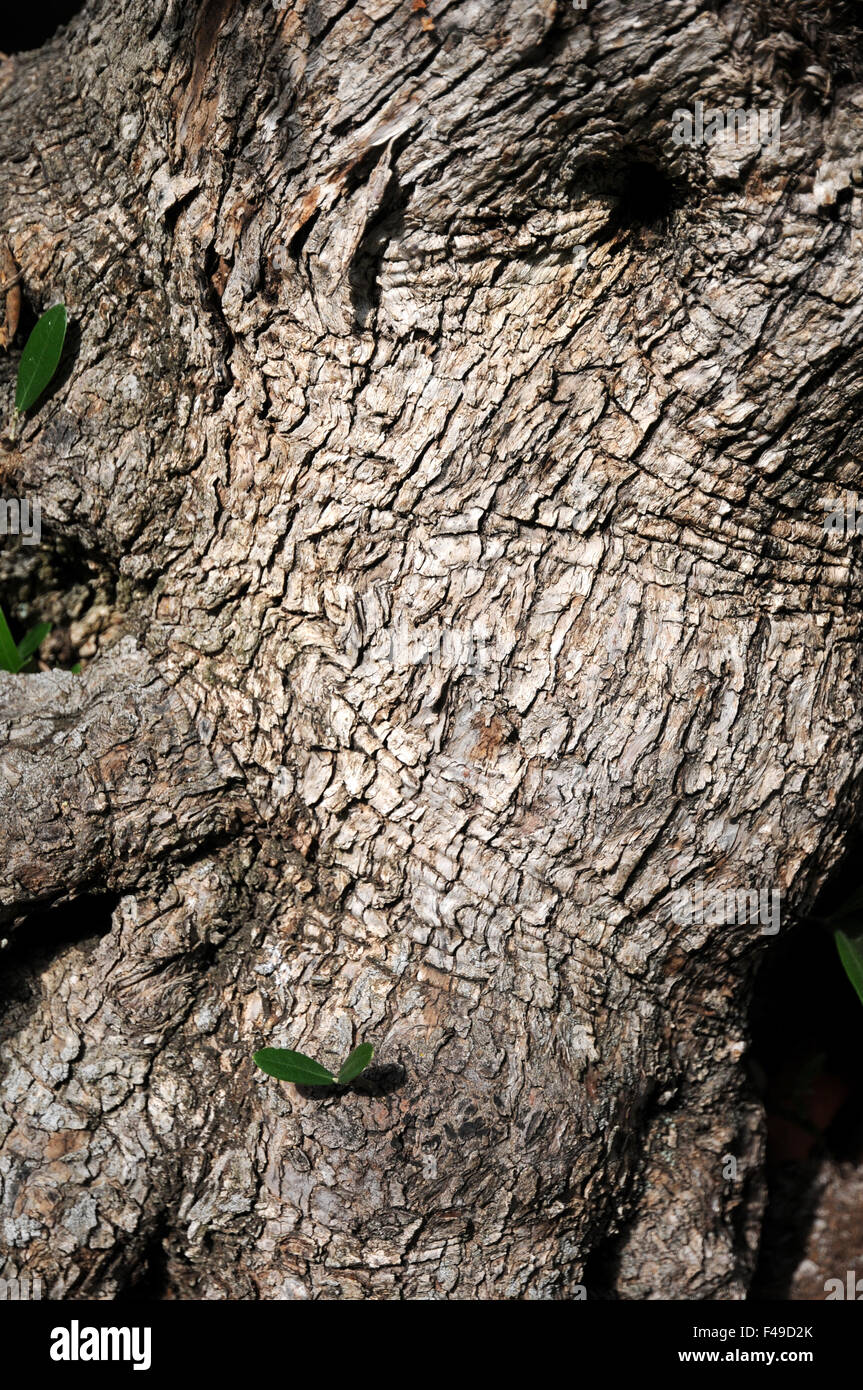 Albero di olivo Foto Stock