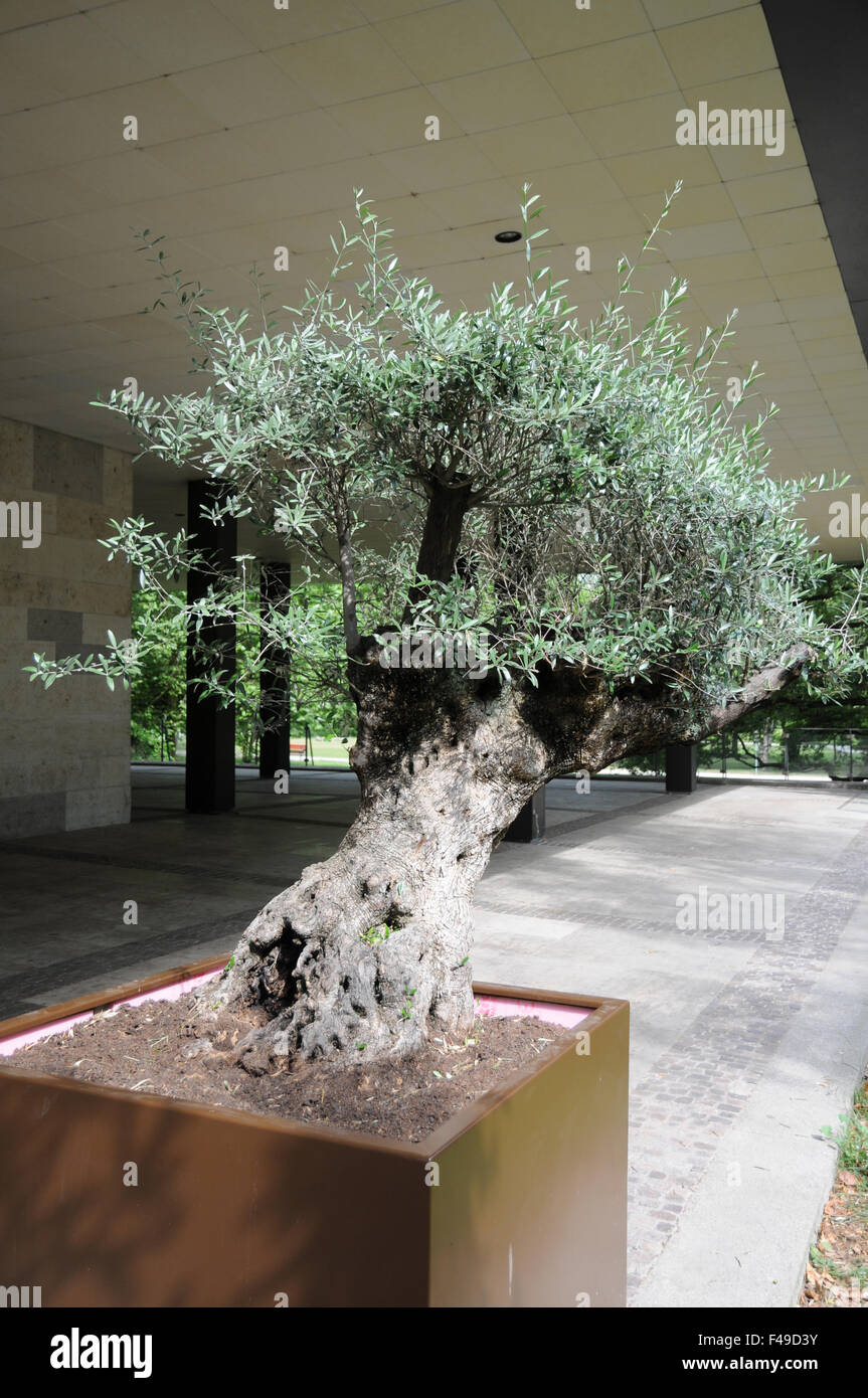 Albero di olivo Foto Stock