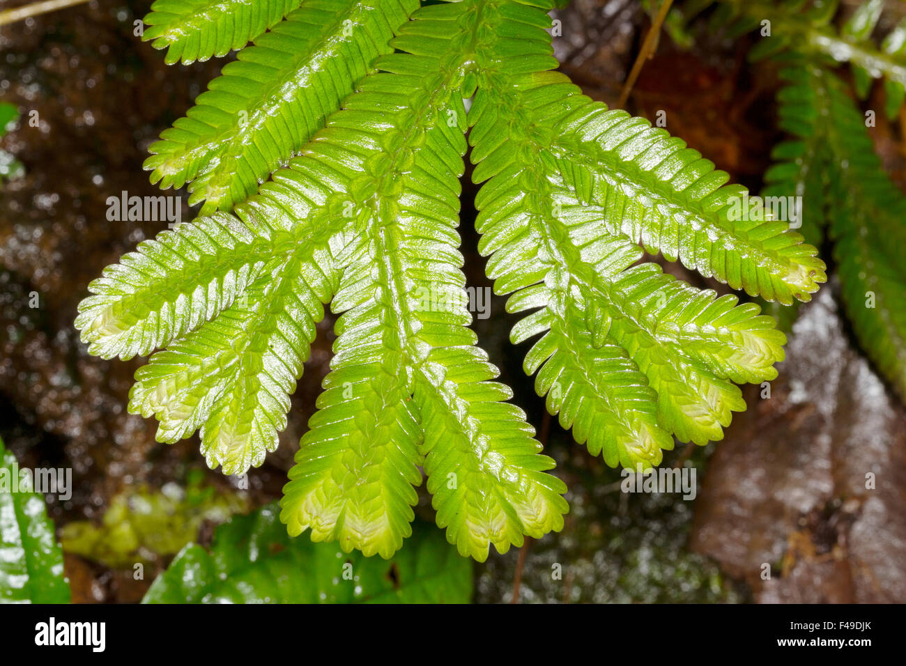 Selaginella cresce su una banca di muschio nella foresta pluviale, Ecuador Foto Stock