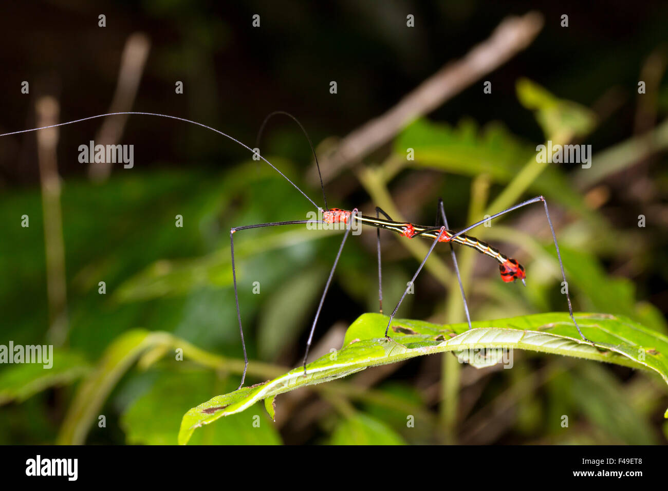 Vivacemente colorato stick insetto (Oreophoetes peruana) nella foresta pluviale tropicale, Ecuador Foto Stock