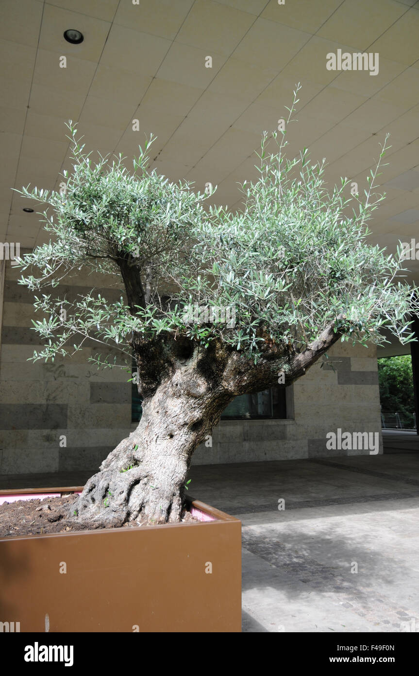 Albero di olivo Foto Stock