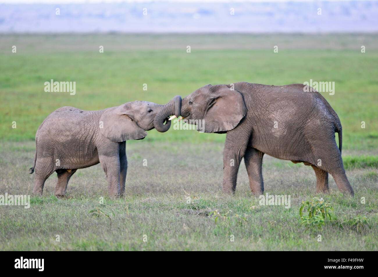 Elefanti africani (Loxodonta africana) nel Parco Nazionale di Amboseli, Kenya, Africa. Foto Stock