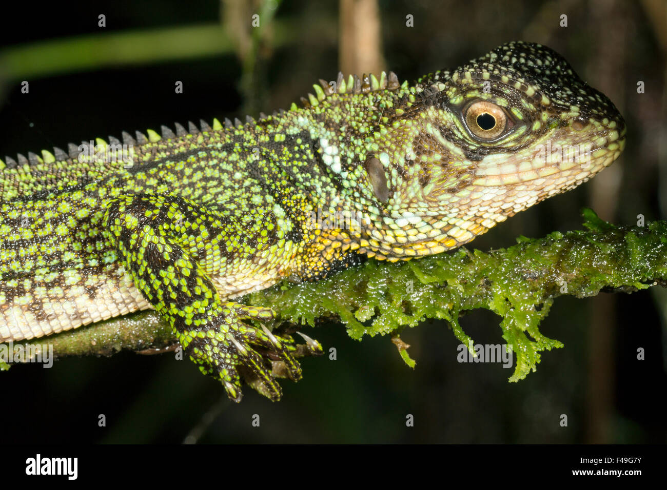 Foresta Amazzonica dragon (Enyalioides laticeps) nella foresta pluviale, Ecuador Foto Stock