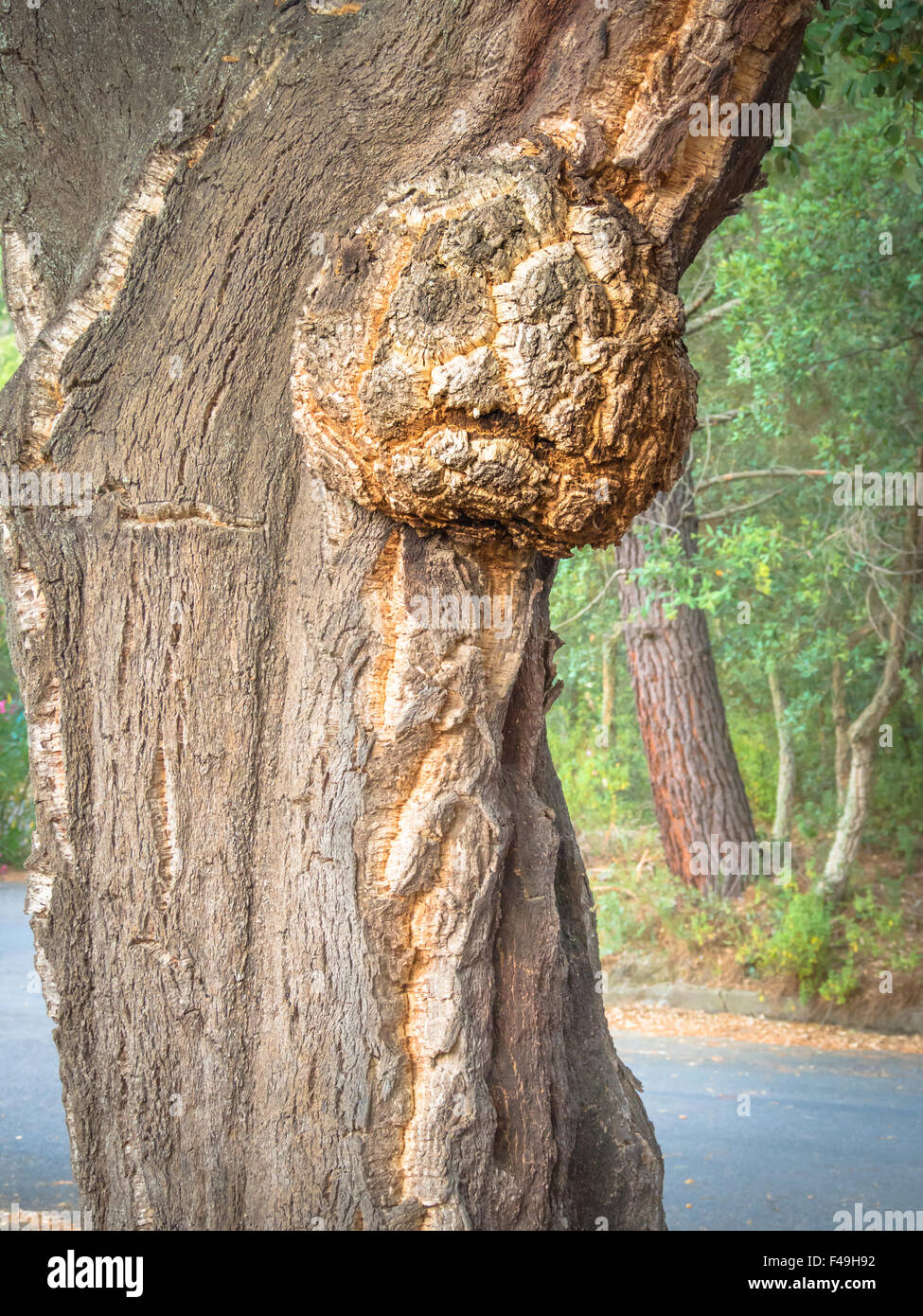 Foresta pietrificata haunted, albero con paura di espressione . Foto Stock