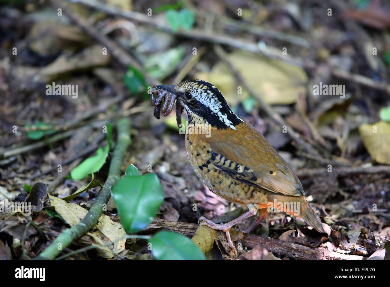 Eared pitta (Hydrornis phayrei) in Thailandia Foto Stock