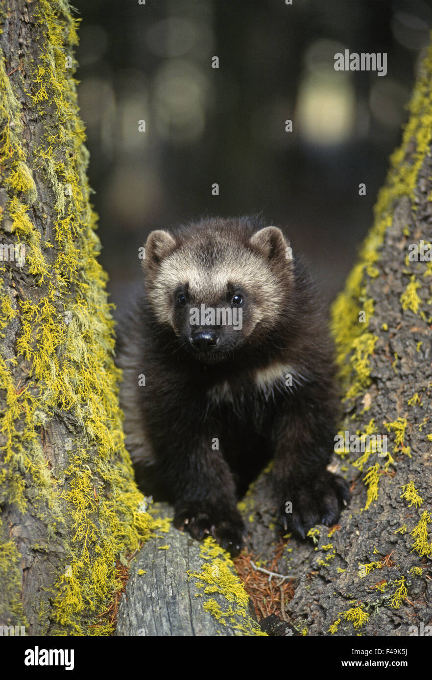 Wolverine (Gulo gulo) kit di giovani durante la primavera nelle Montagne Rocciose del Montana. Animali in cattività Foto Stock