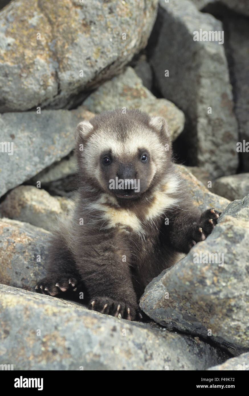 Wolverine (Gulo gulo) in corrispondenza di un ingresso a den durante l inizio della primavera nelle Montagne Rocciose del Montana. Animali in cattività Foto Stock