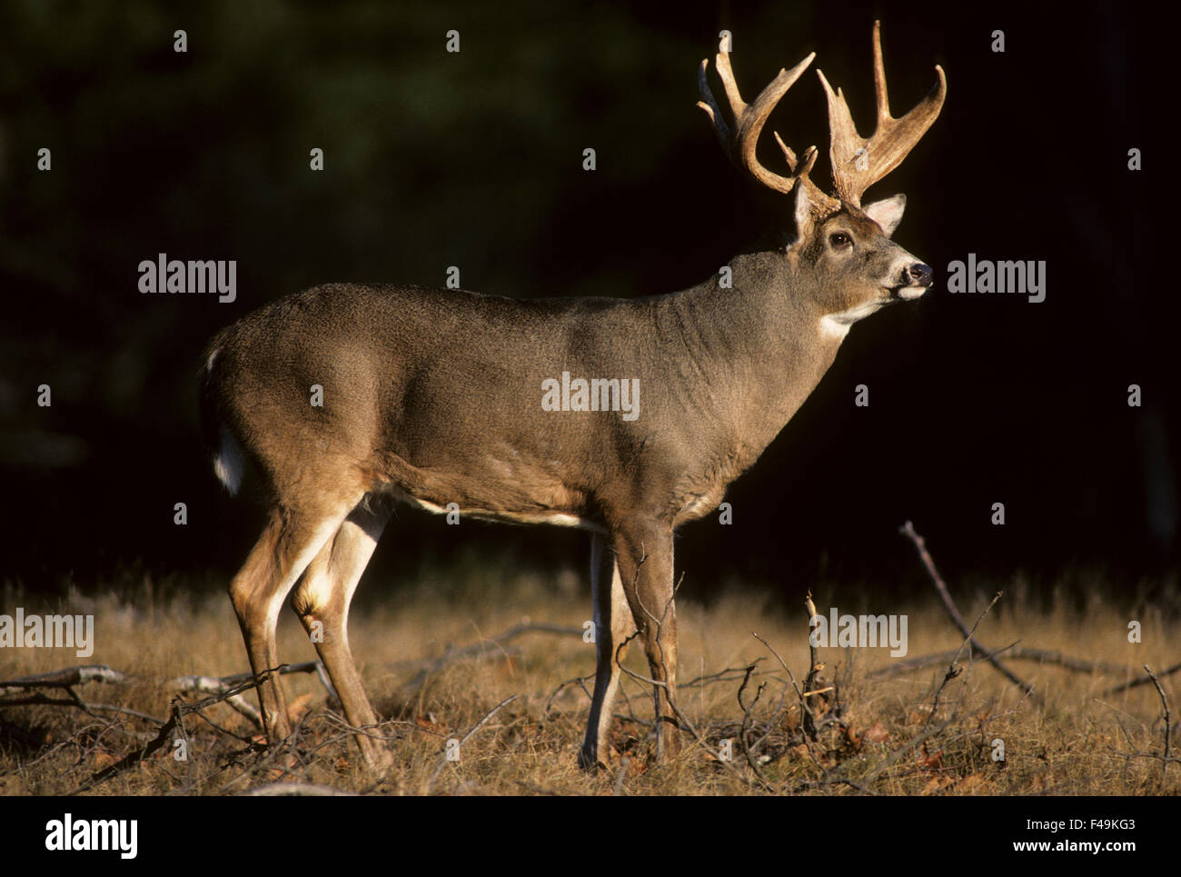 Il cervo della Whitetail si incaglia in un prato durante il solco autunnale. Wisconsin Foto Stock