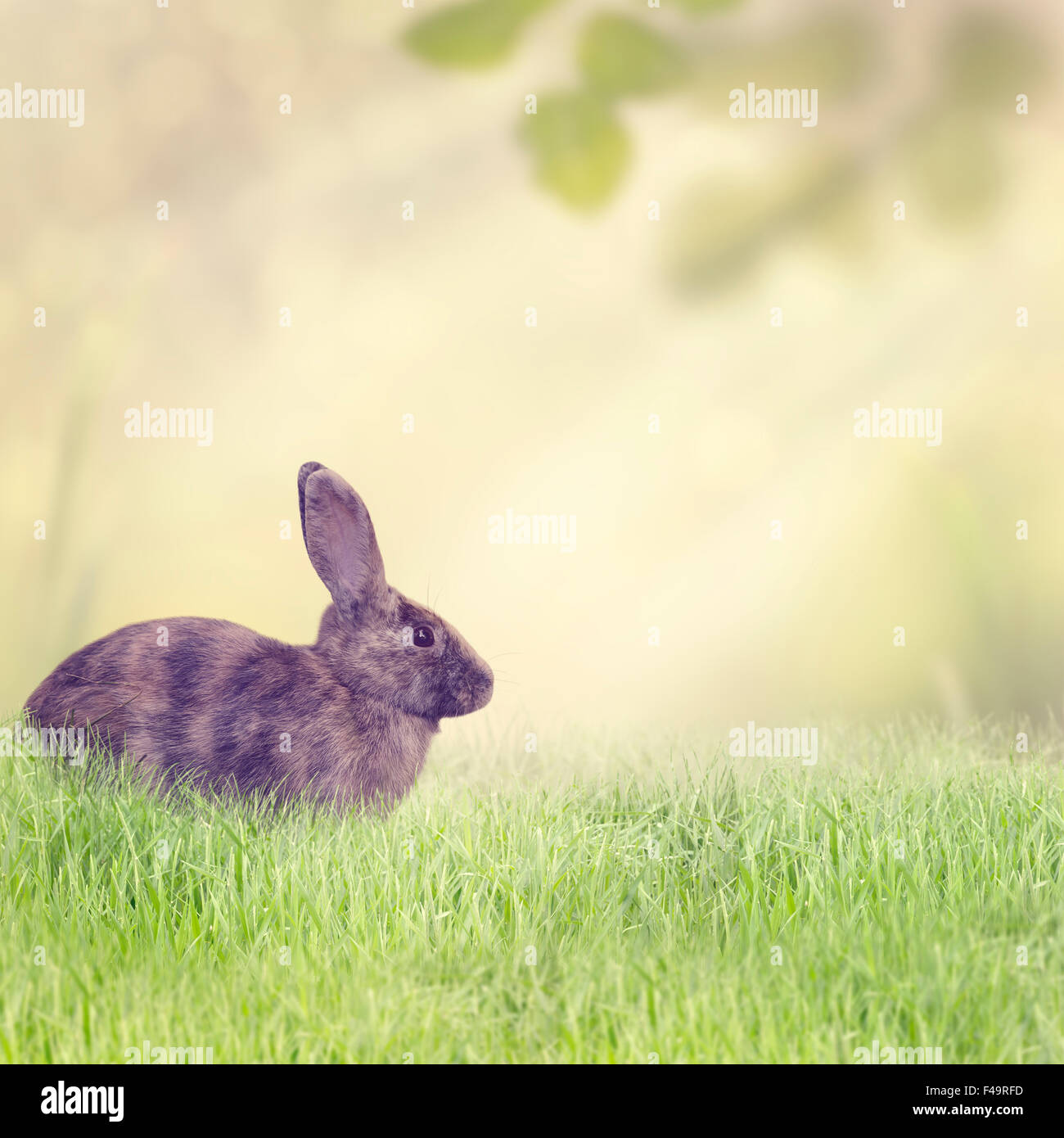 Seduta di coniglio in erba Foto Stock