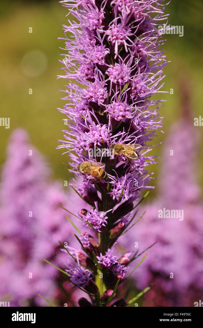 Dense blazing star Foto Stock