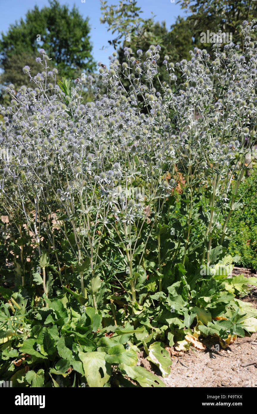 Piatto dell'agrifoglio di mare Foto Stock