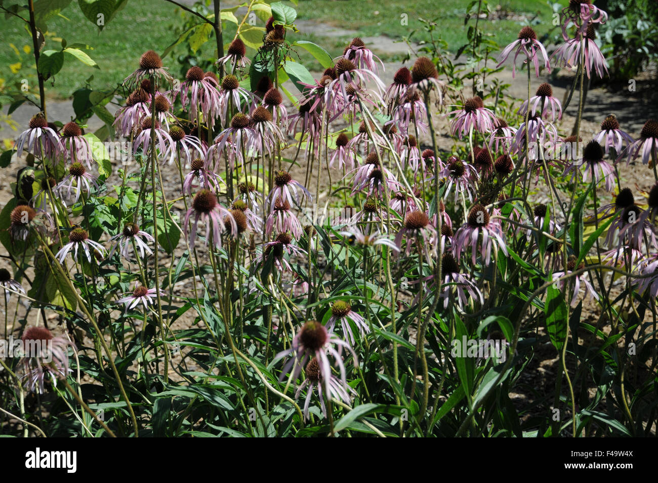 A stretta lasciava purple coneflower Foto Stock