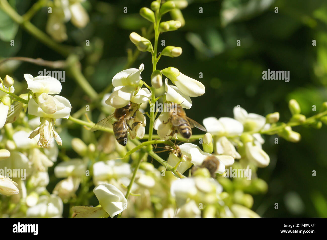 Albero Pagoda Foto Stock