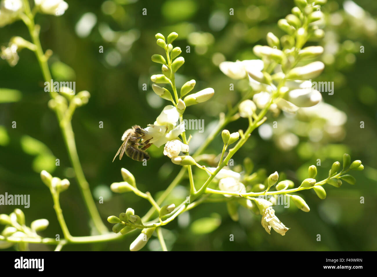Albero Pagoda Foto Stock