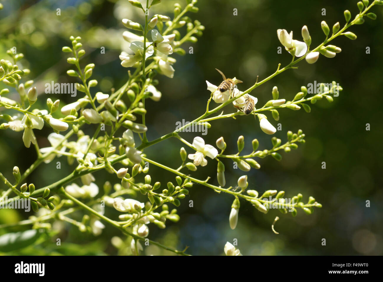 Albero Pagoda Foto Stock