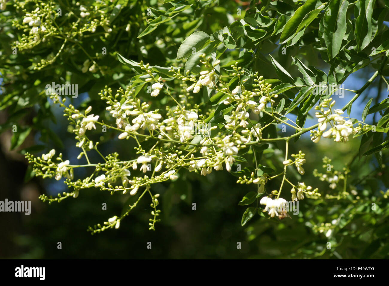 Albero Pagoda Foto Stock