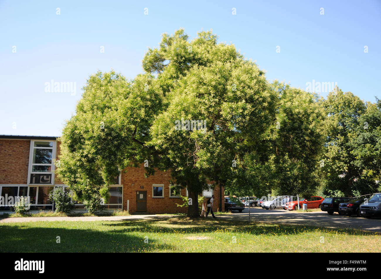 Albero Pagoda Foto Stock
