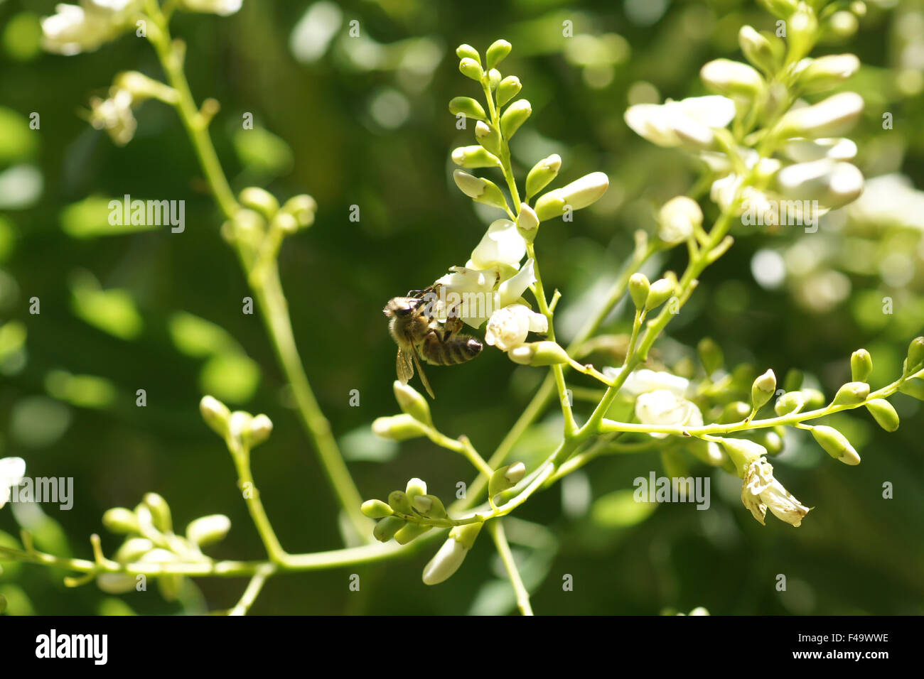 Albero Pagoda Foto Stock