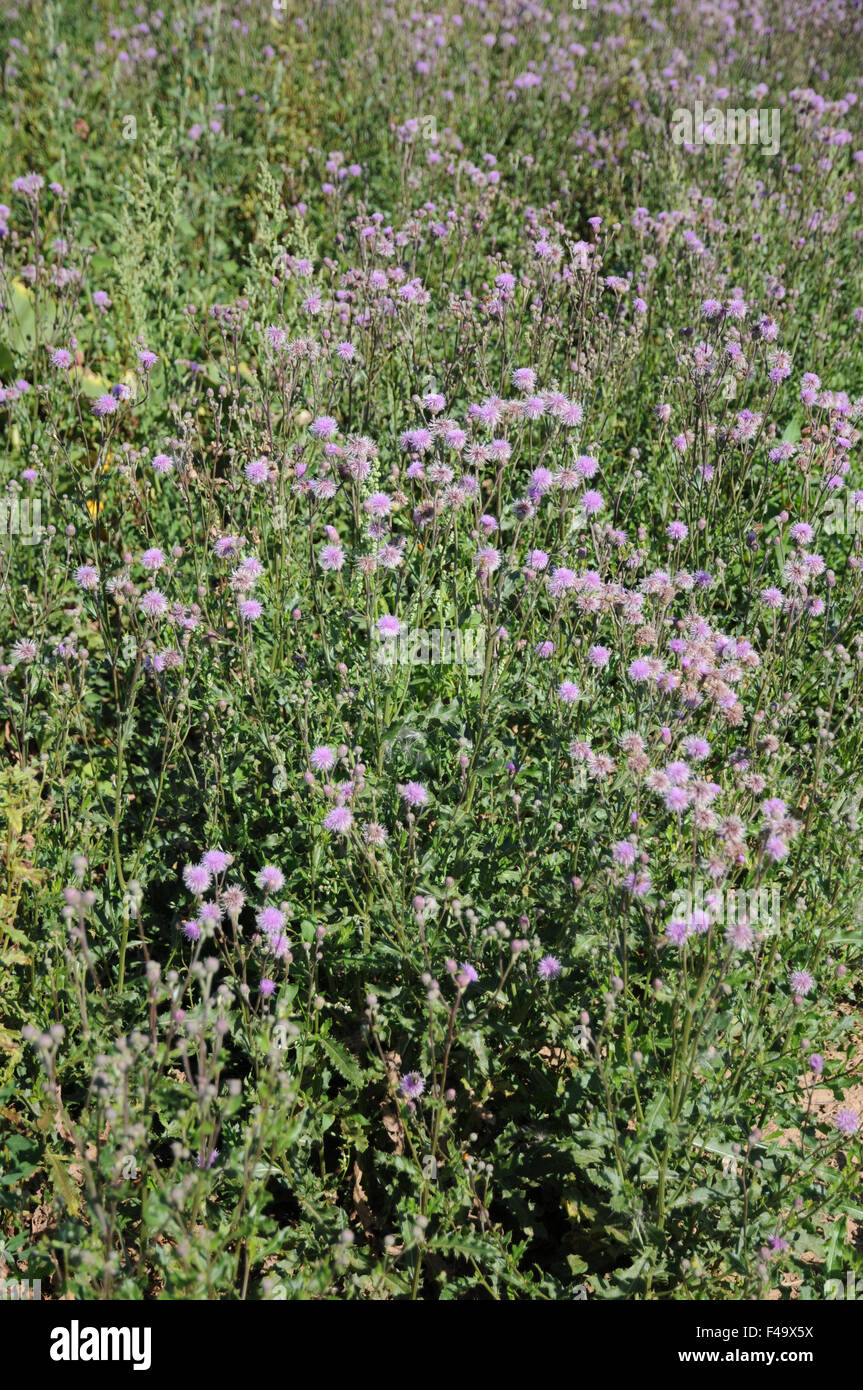 Thistle canadese Foto Stock