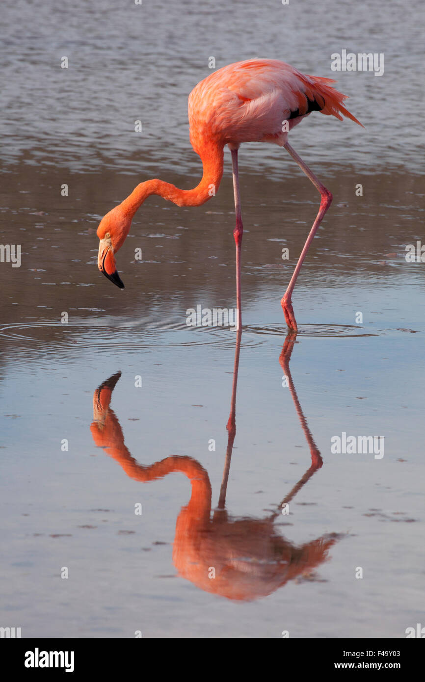 American flamingo (Phoenicopterus ruber) guadare in poco profonda laguna di soluzione salina Foto Stock