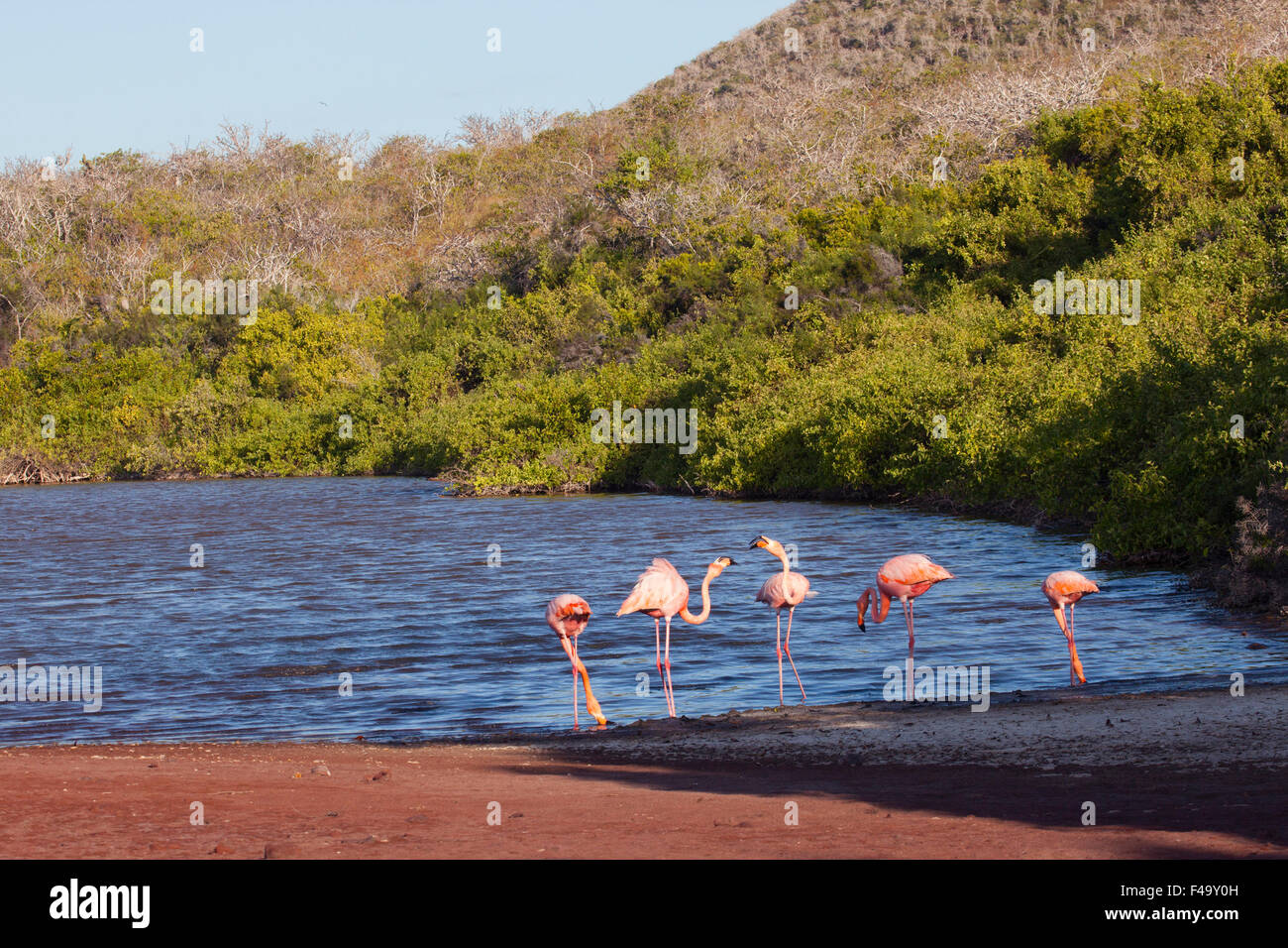 Esposizione territoriale dei fenicotteri americani nella laguna salina sull'isola di Rabida nelle Galapagos. (Ruber fenicottero) Foto Stock