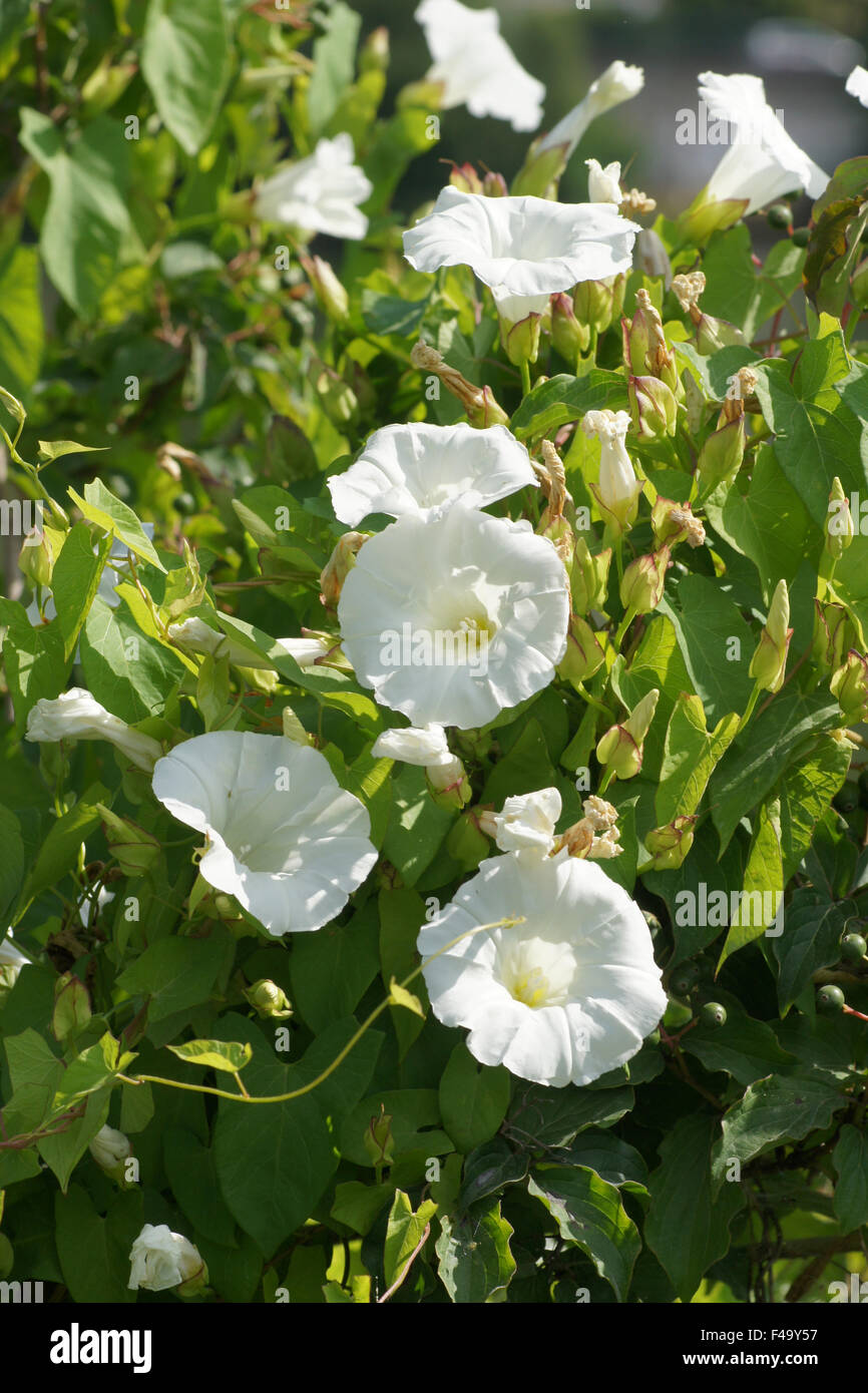 Convolvolo di hedge Foto Stock