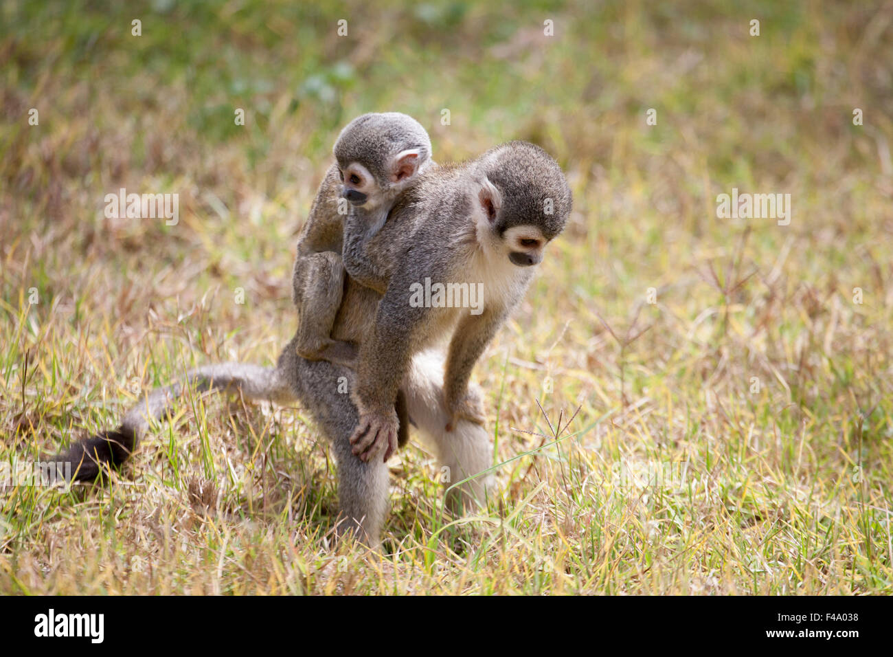 Madre sudamericana di scoiattolo scimmia (saimiri sciureus) in cerca di cibo per terra con il bambino aggrappato alla schiena . Ecuador Foto Stock