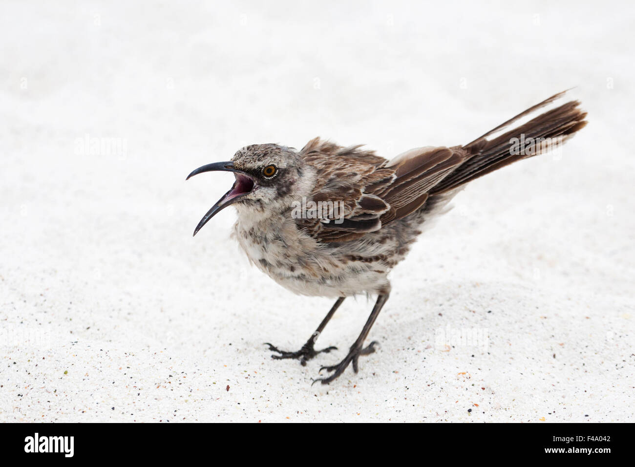 Espanola Mockingbird canta sulla spiaggia sabbiosa (Mimus macdonaldi) Foto Stock