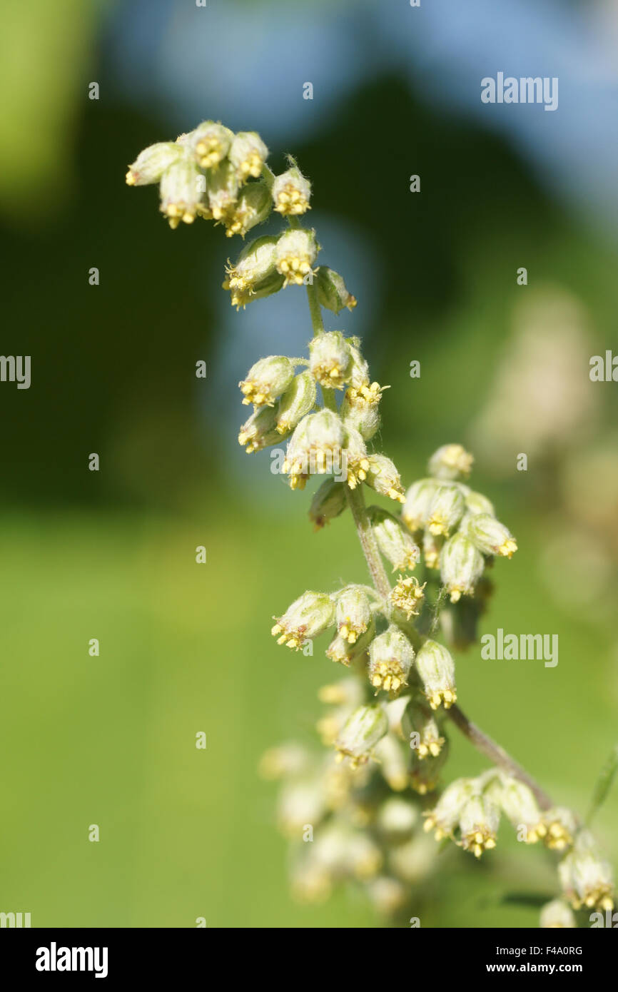 Comune di assenzio Foto Stock