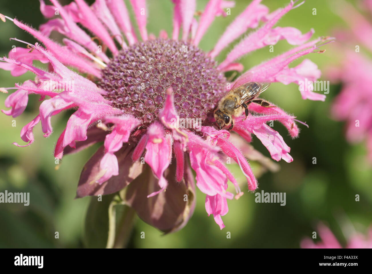 Bee balm Foto Stock
