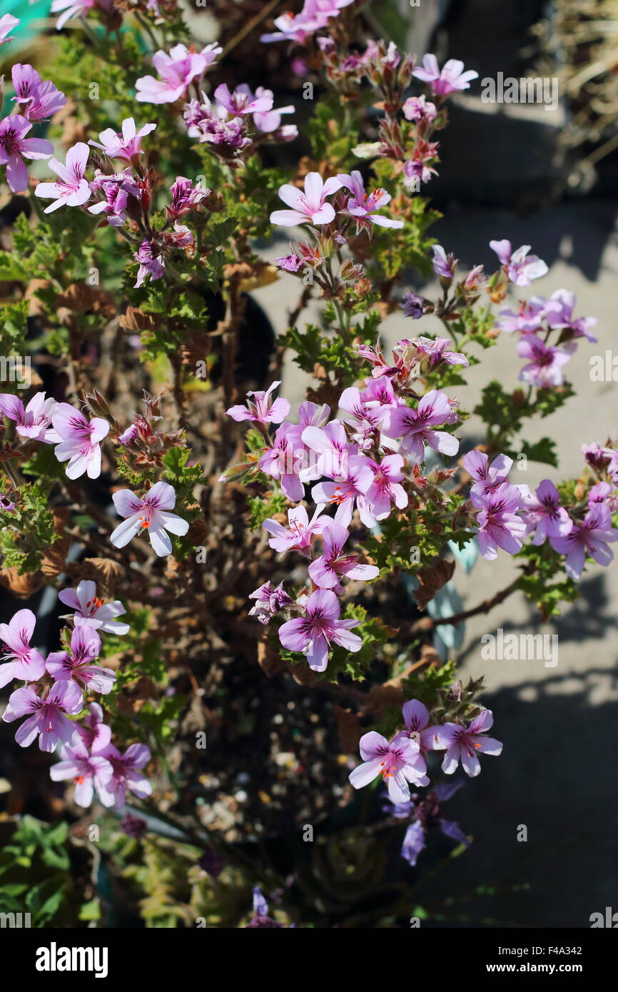 Pelargonium citrosum o noto come repellenti per zanzare impianto o stabilimento di citronella Foto Stock Pelargonium citrosum o noto come repellenti per zanzare impianto o stabilimento di citronella Foto Stock
