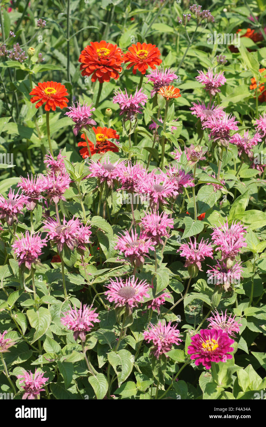Bee balm Foto Stock
