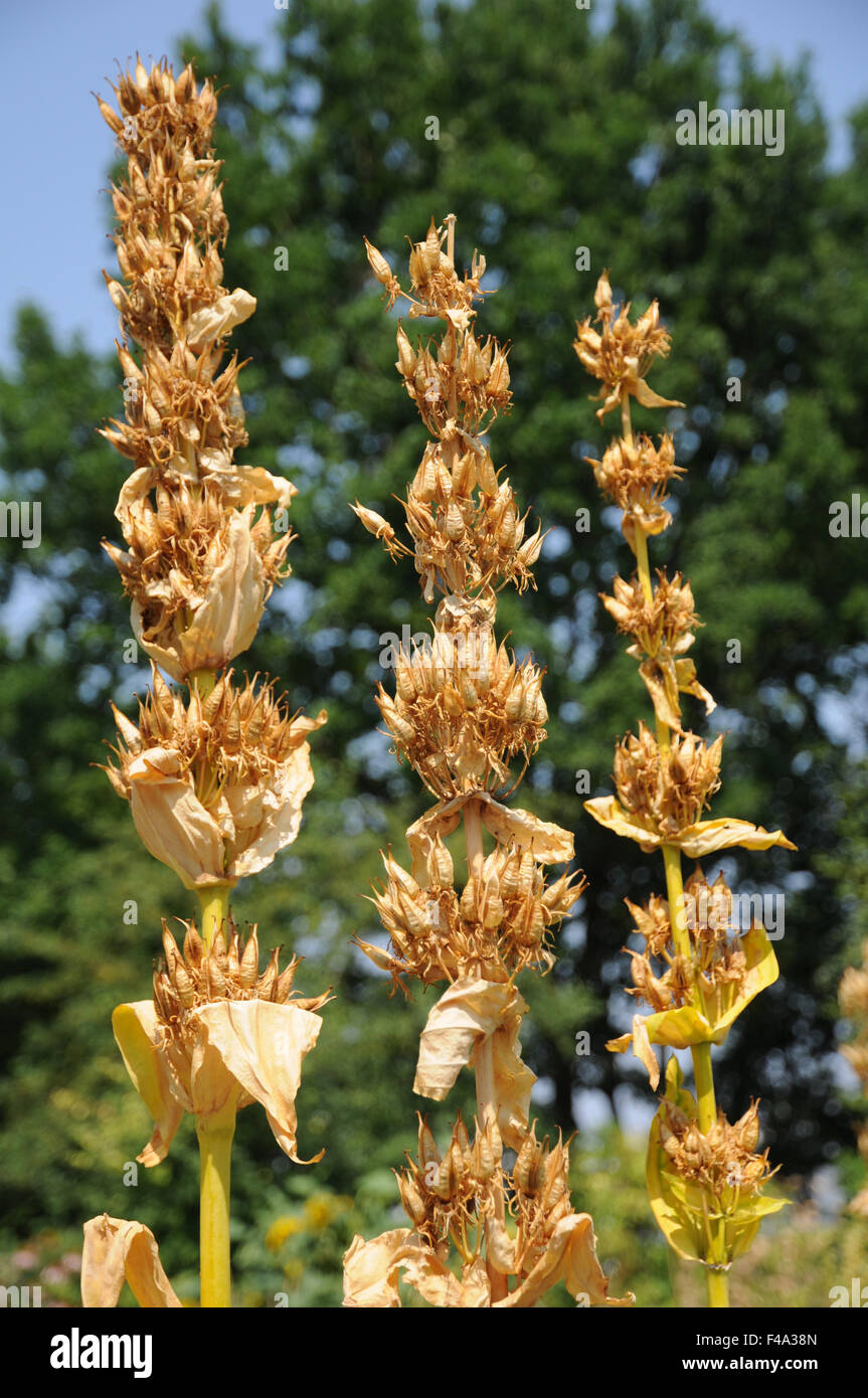 Genziana gialla Foto Stock