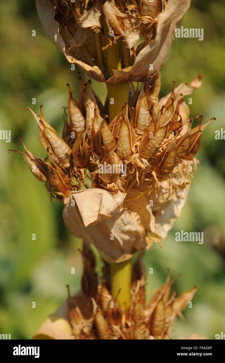 Genziana gialla Foto Stock