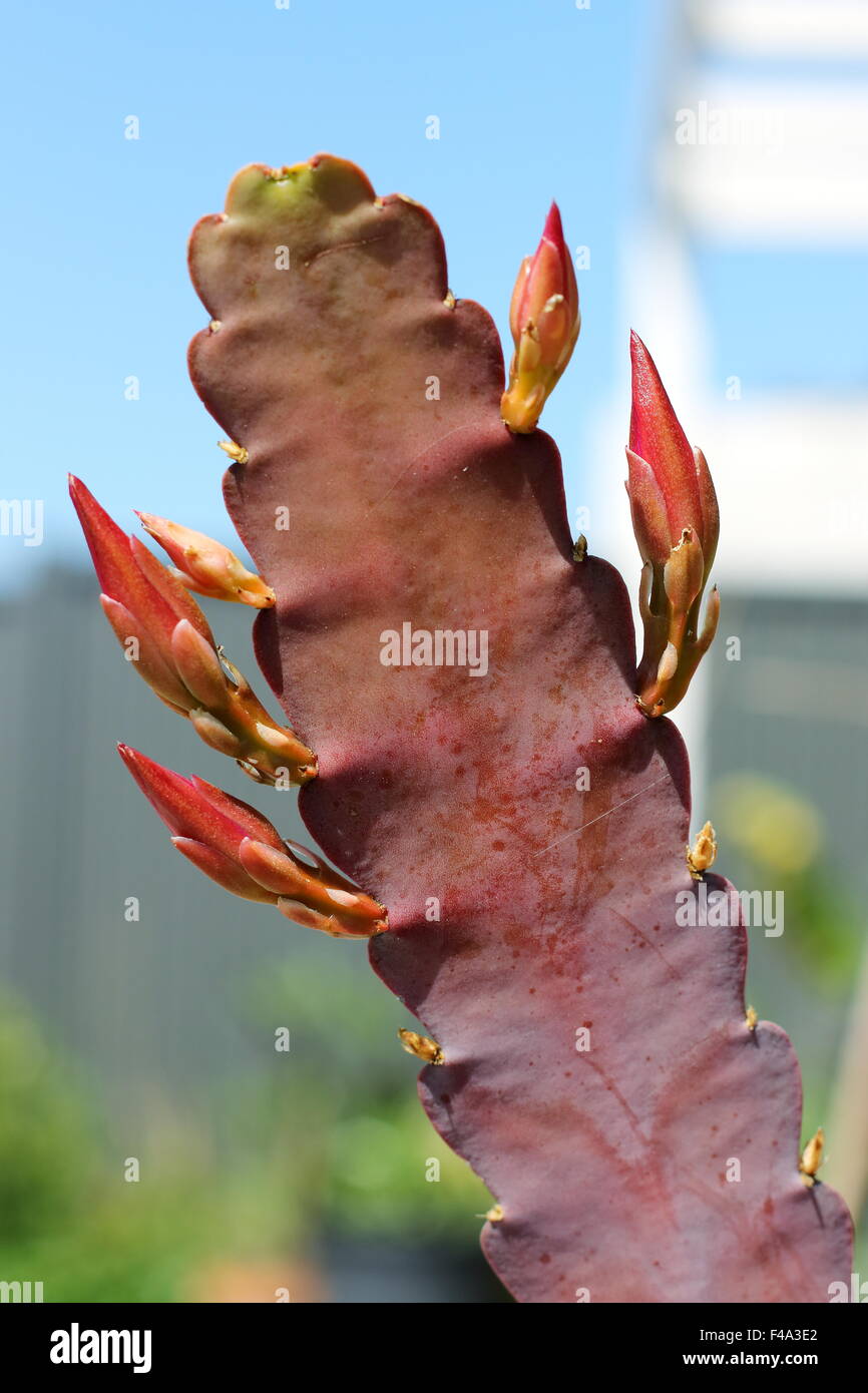 Close up Epiphyllum o orchid cactus con boccioli di fiori Foto Stock