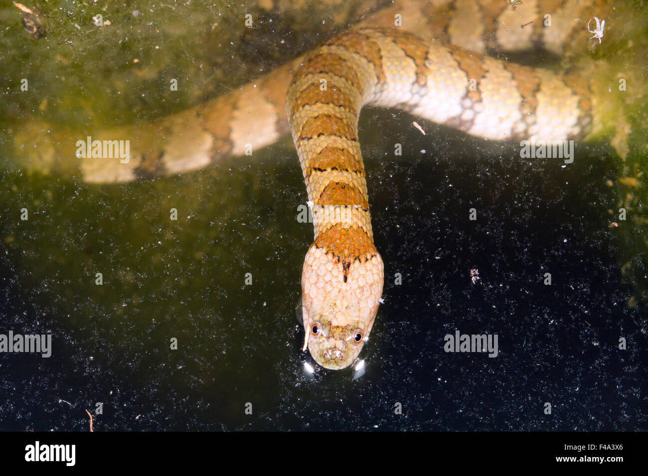 Brown-acqua nastrati Snake (Helicops angulatus) sulla superficie di uno stagno nella foresta pluviale, Ecuador Foto Stock