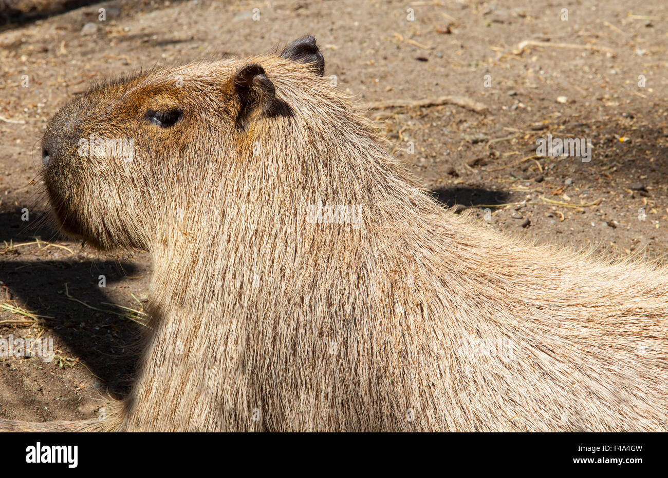 Roditore più grande in tutto il mondo, capibara o Hydrochoerus hydrochaeris Foto Stock